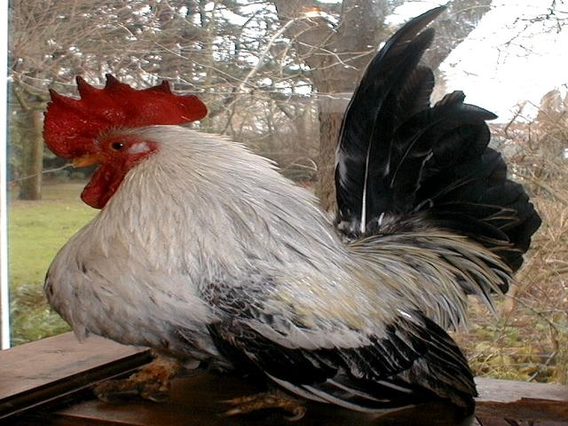 Japansk Bantam