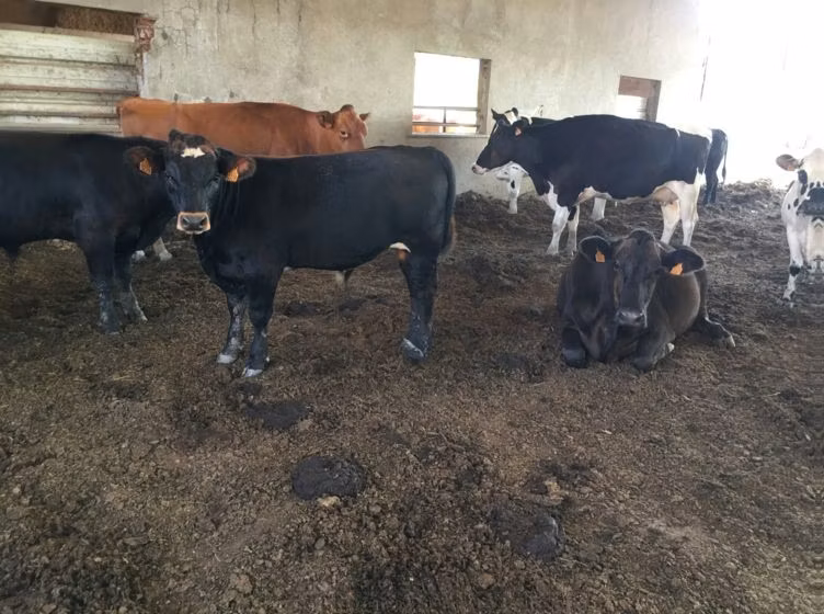 Aberdeen Angus
