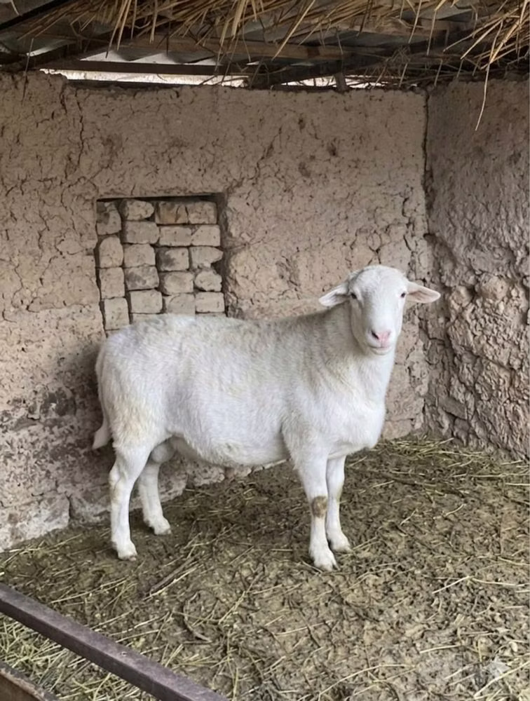 Dorper sheep