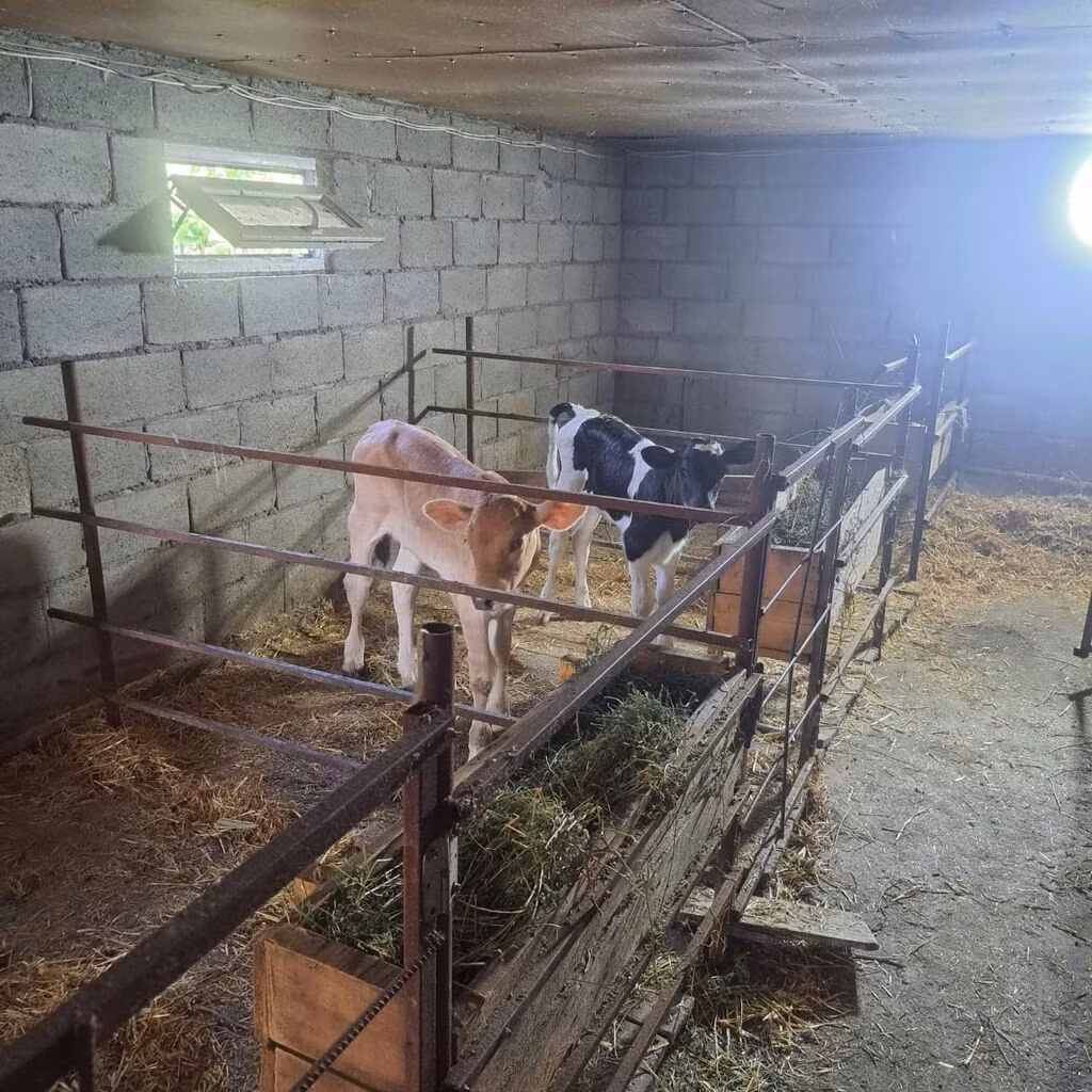 Rasa Holstein