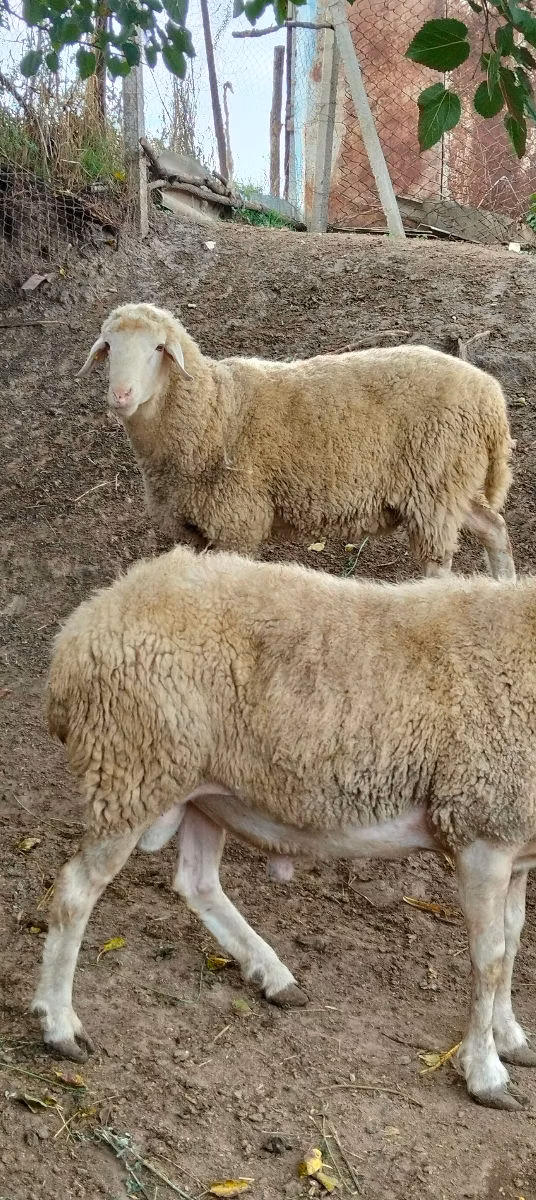 Assaf sheep