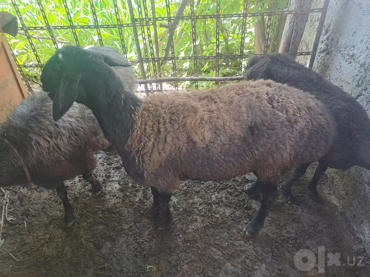 Blackheaded Persian sheep