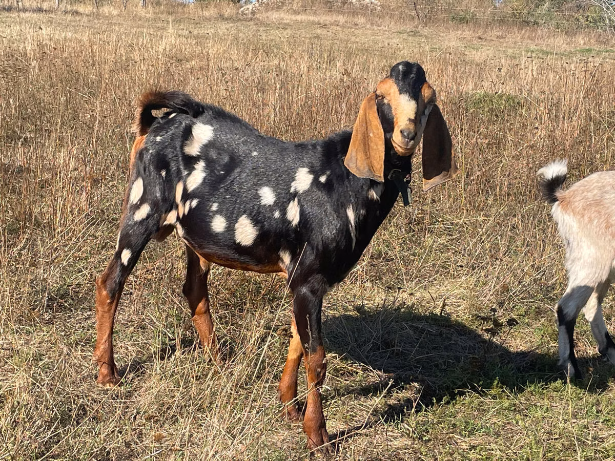 Nubian Goat