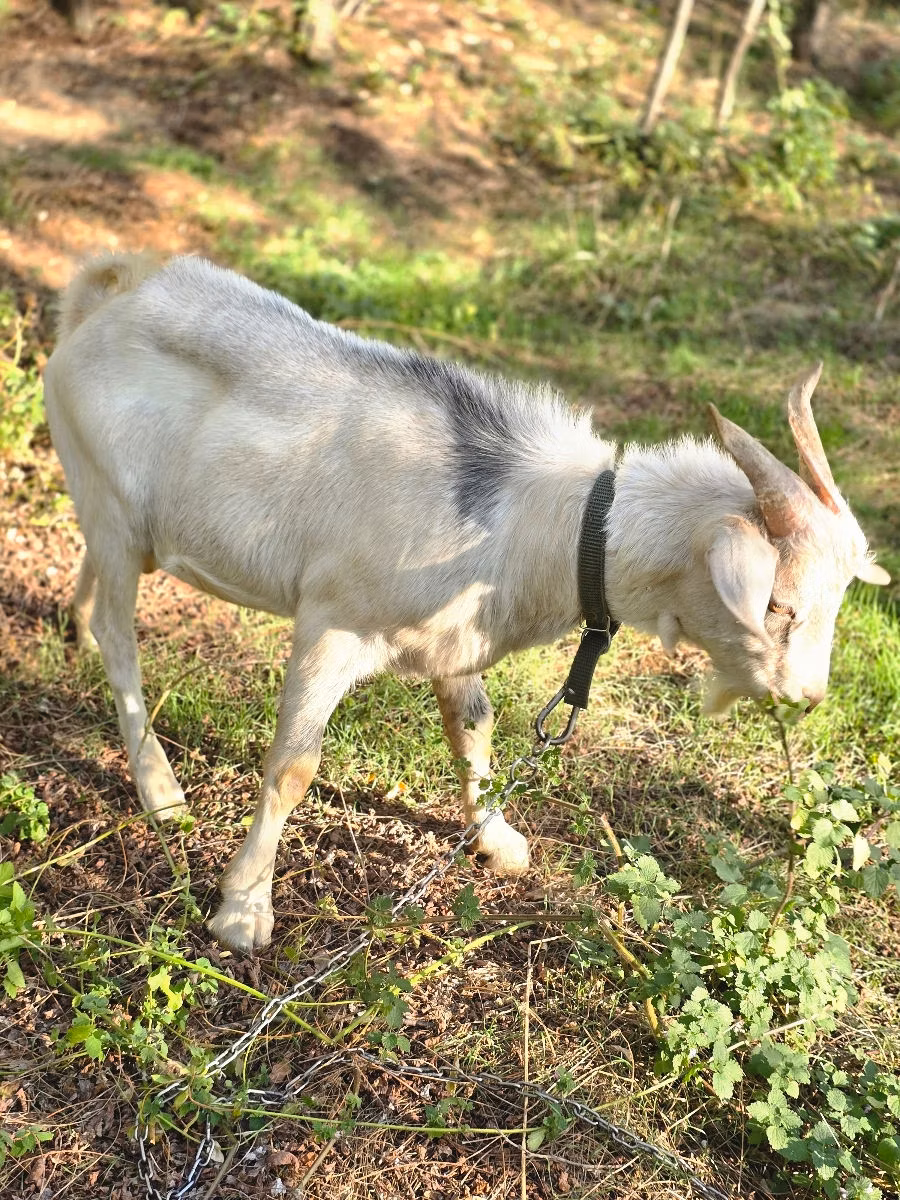 Nubian Goat