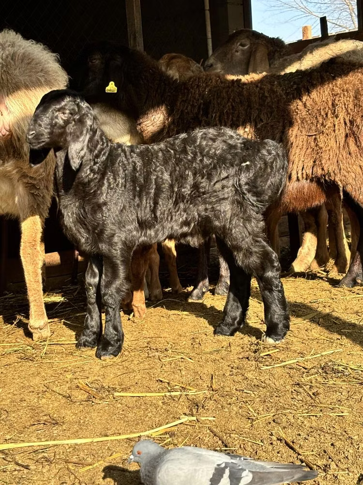 Arashan sheep