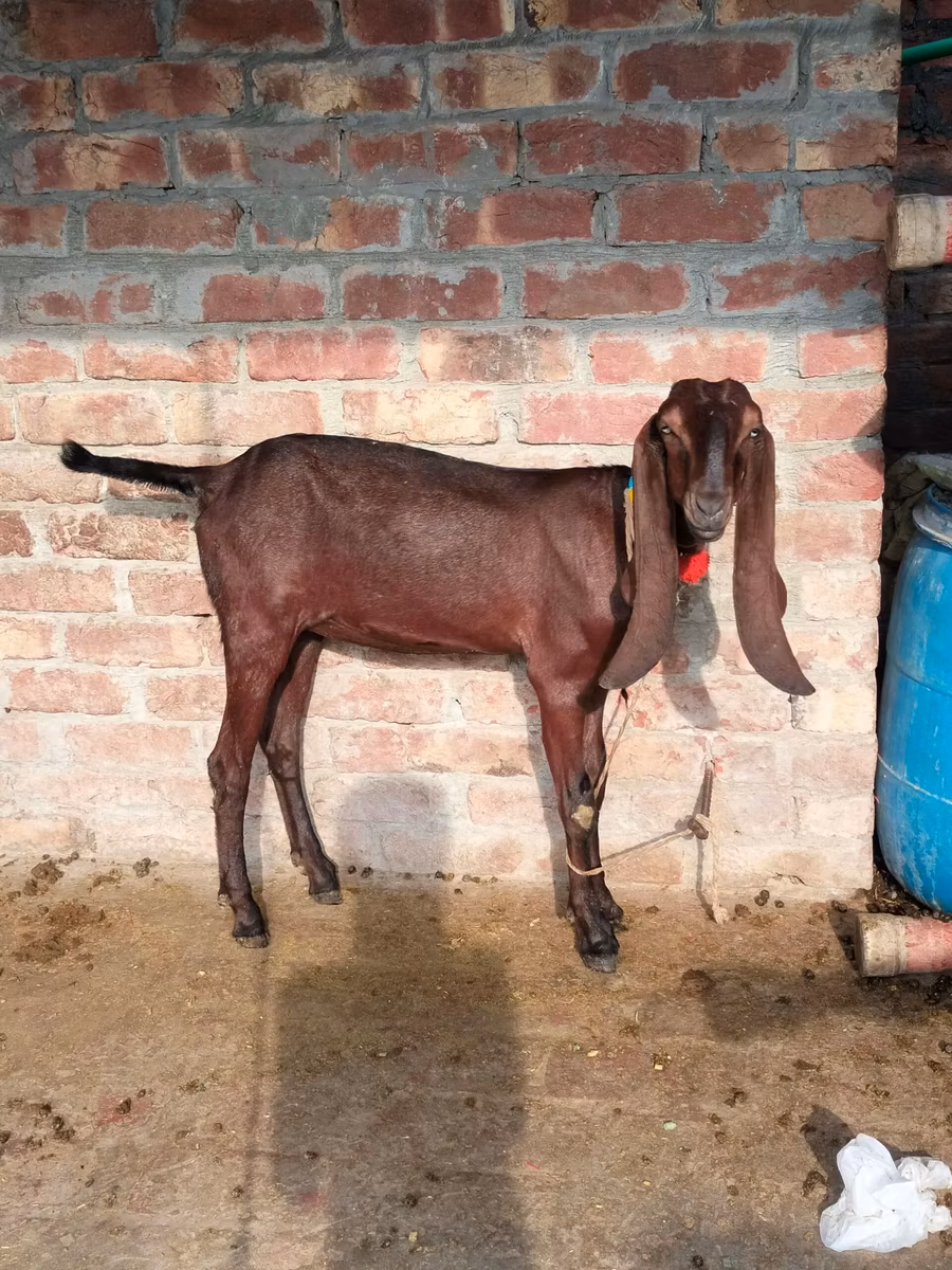 Najdi goat