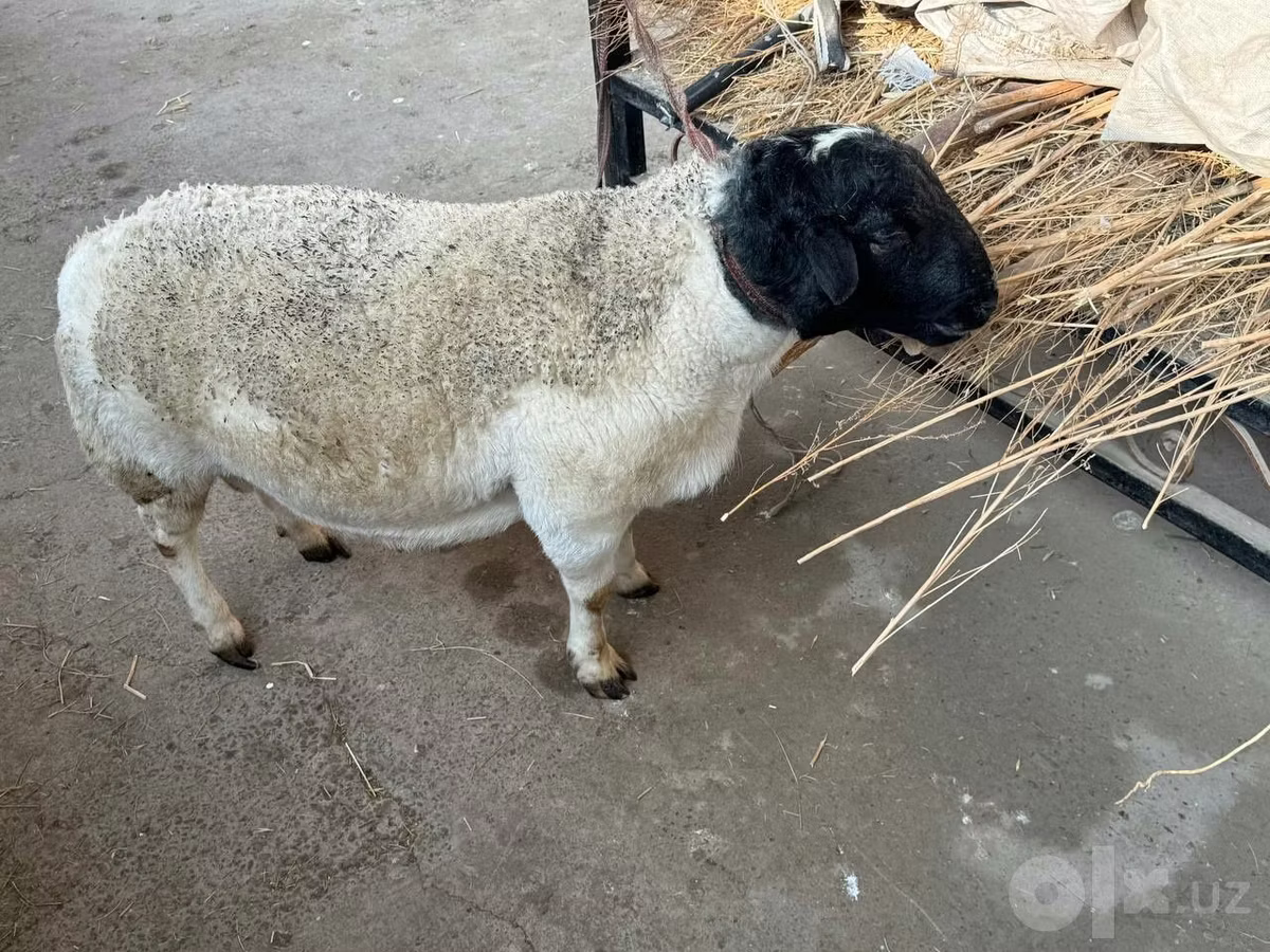 Dorper sheep