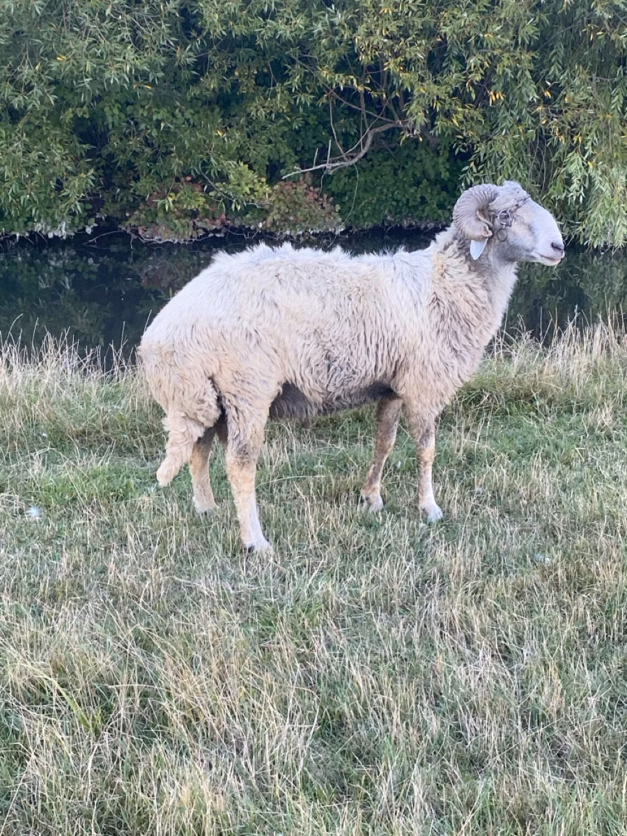 Karakul sheep