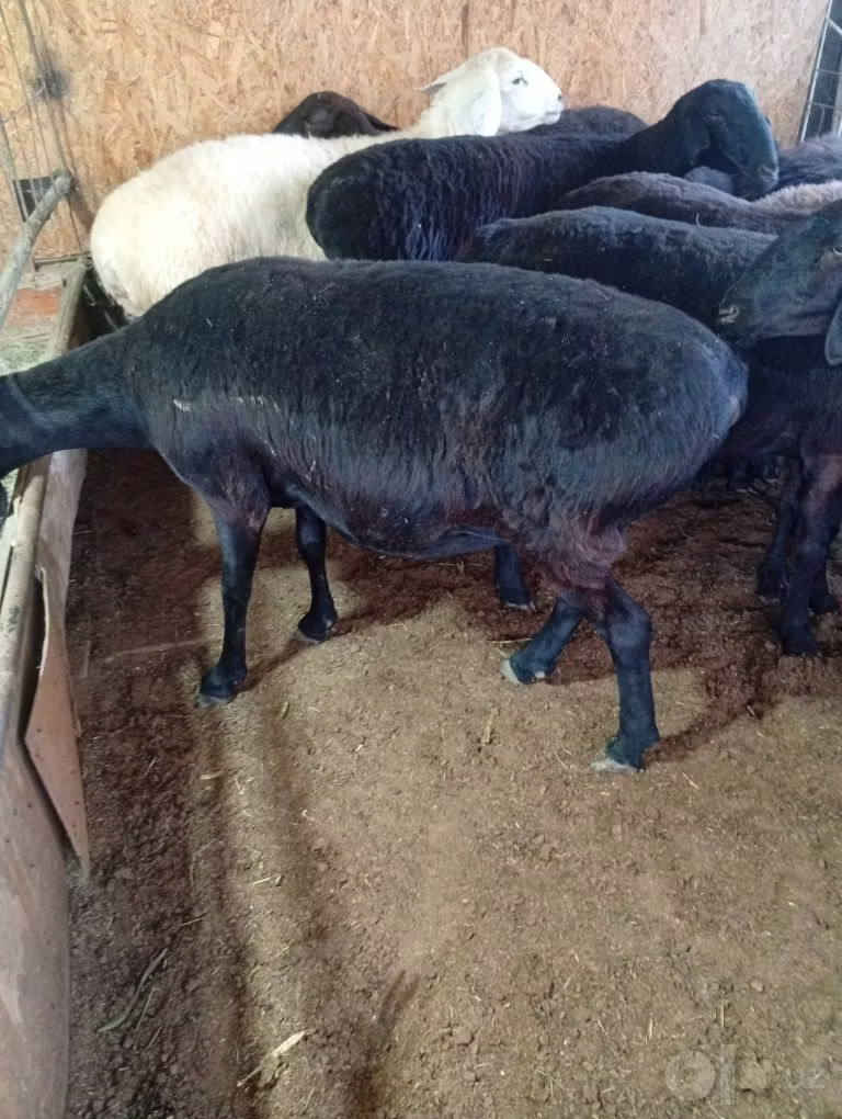 Hissar sheep