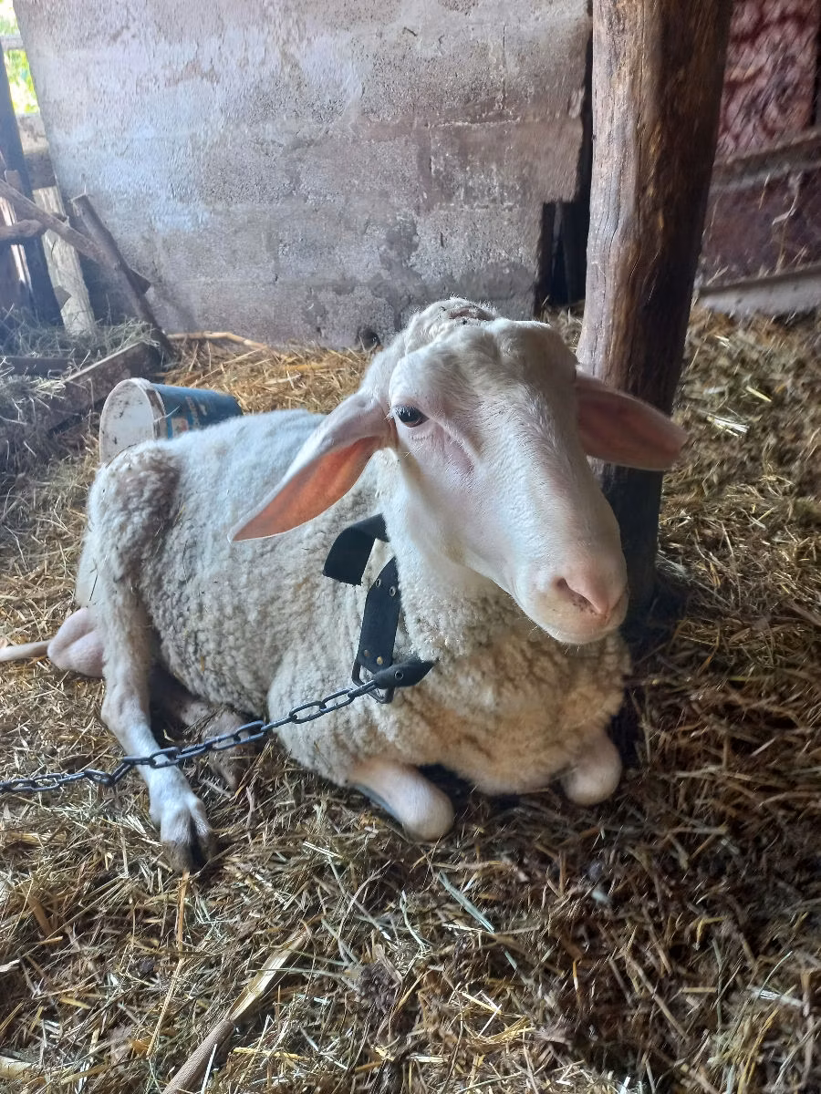 Awassi sheep