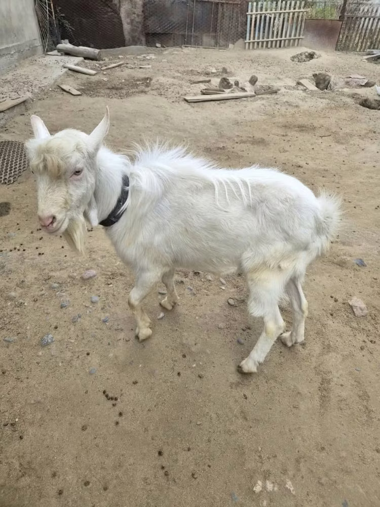 Saanen goat