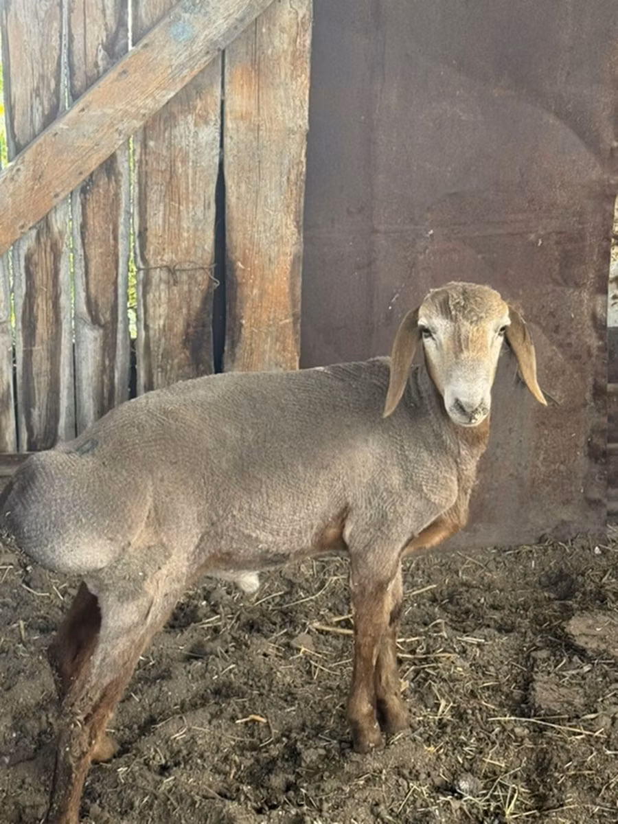 Edilbay sheep