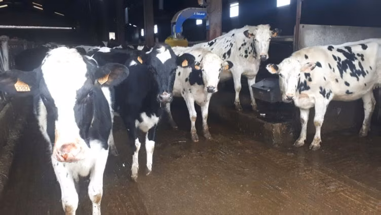Holsteinras
