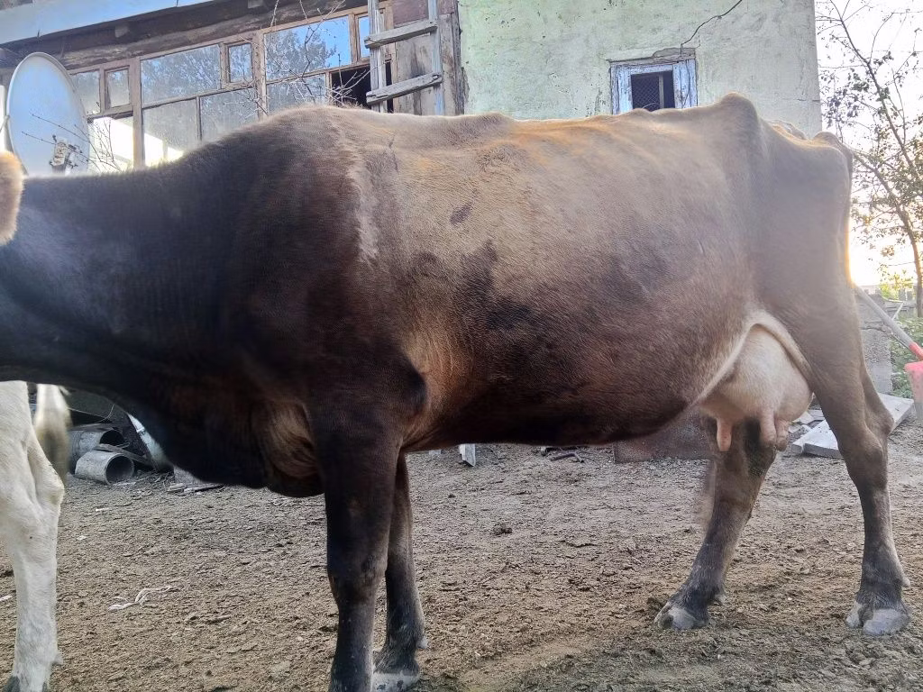 Alatau zotі