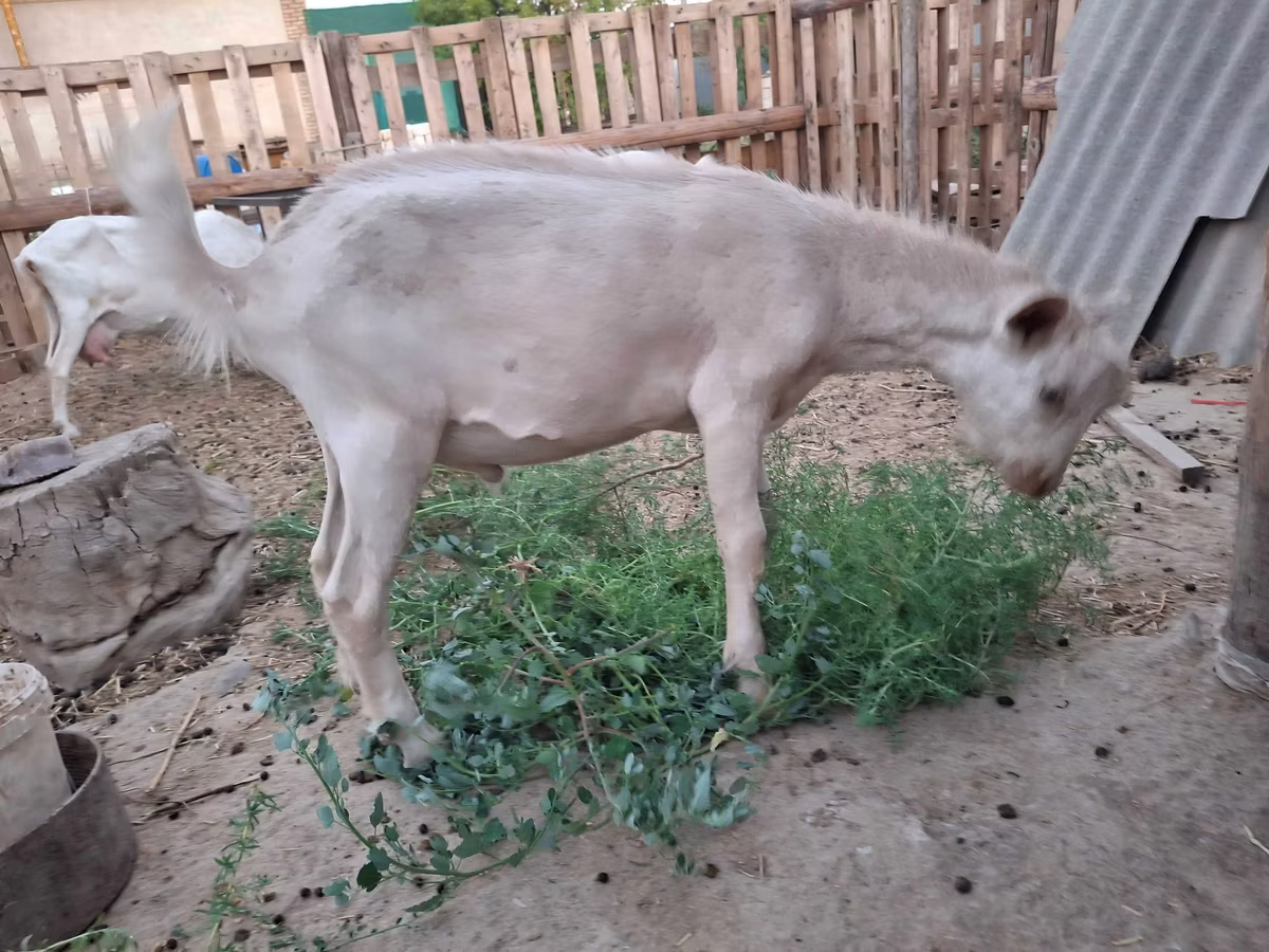 Saanen goat