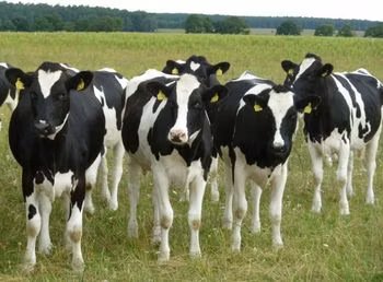 Hereford
