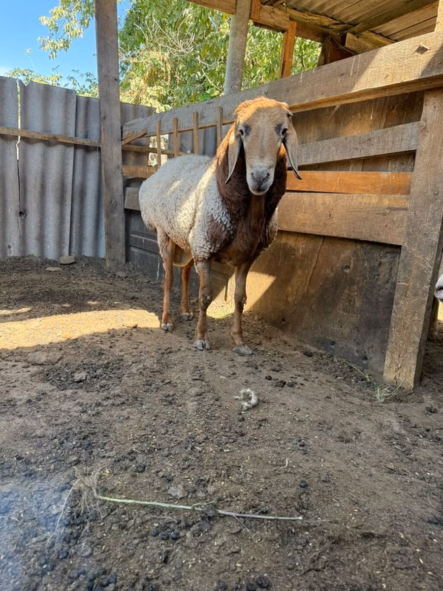 Dorper sheep