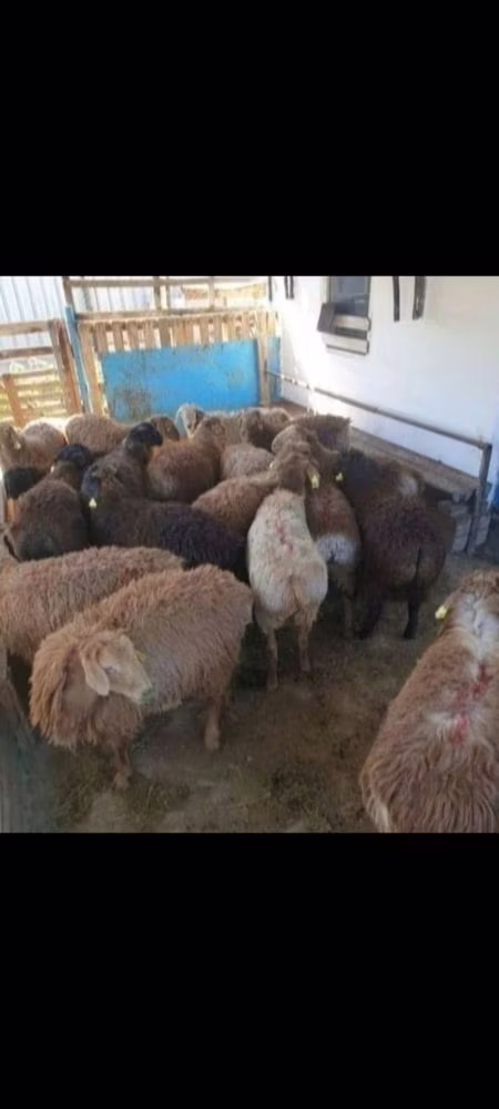 Kazakh fat-tailed coarsewool sheep