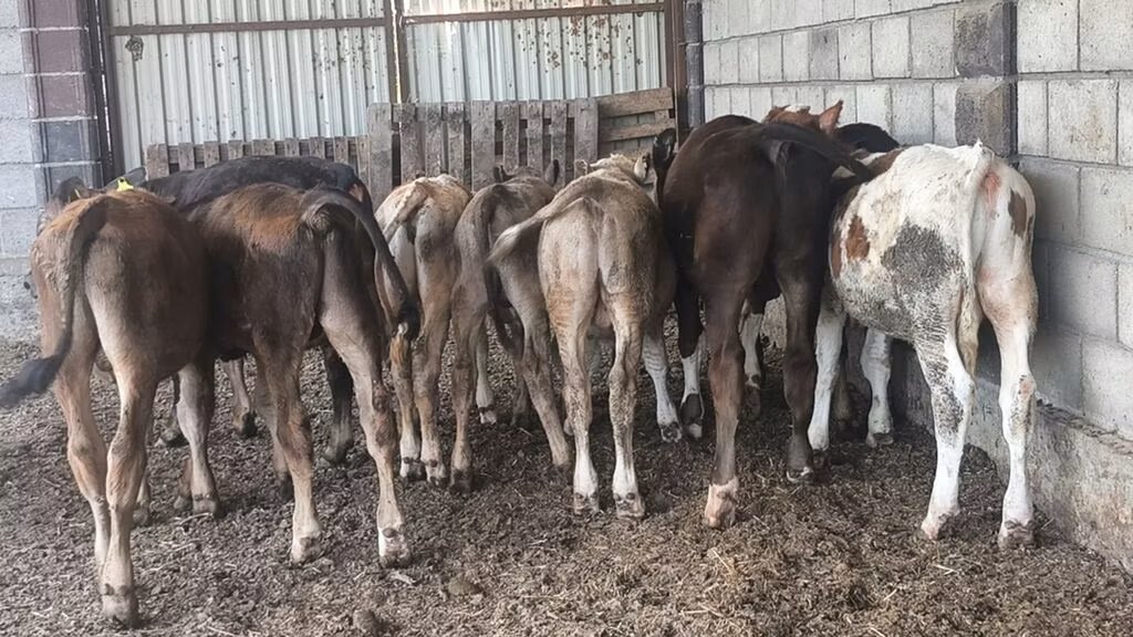 Aberdeen-Angus