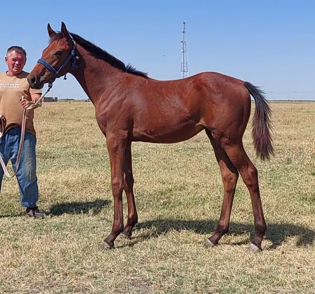 Thoroughbred horse
