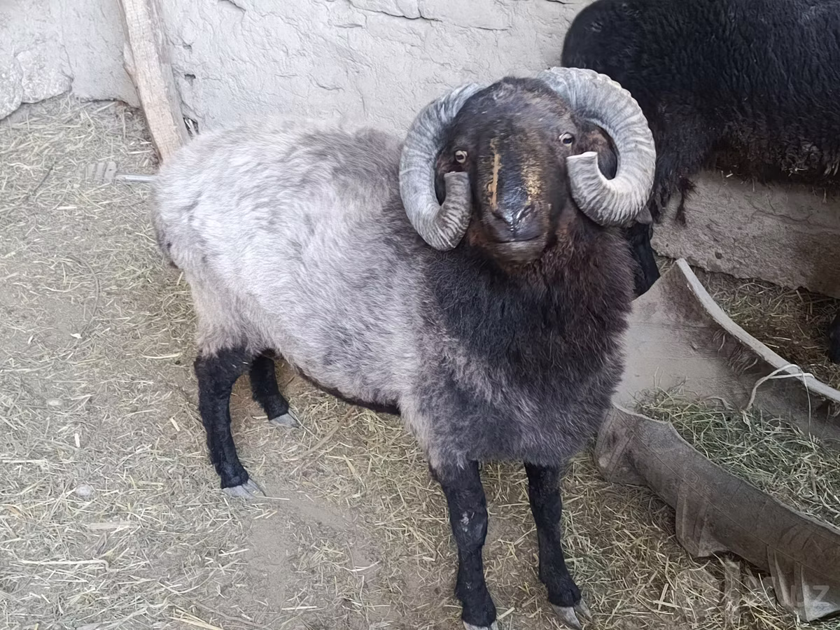 Blackheaded Persian sheep