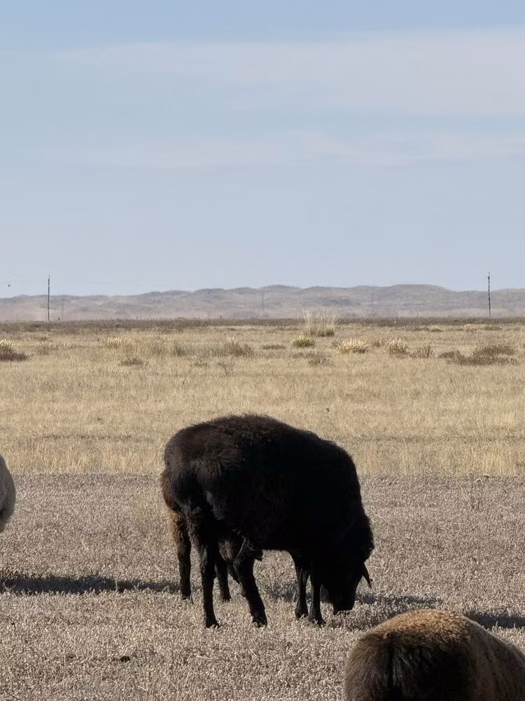 Edilbay sheep