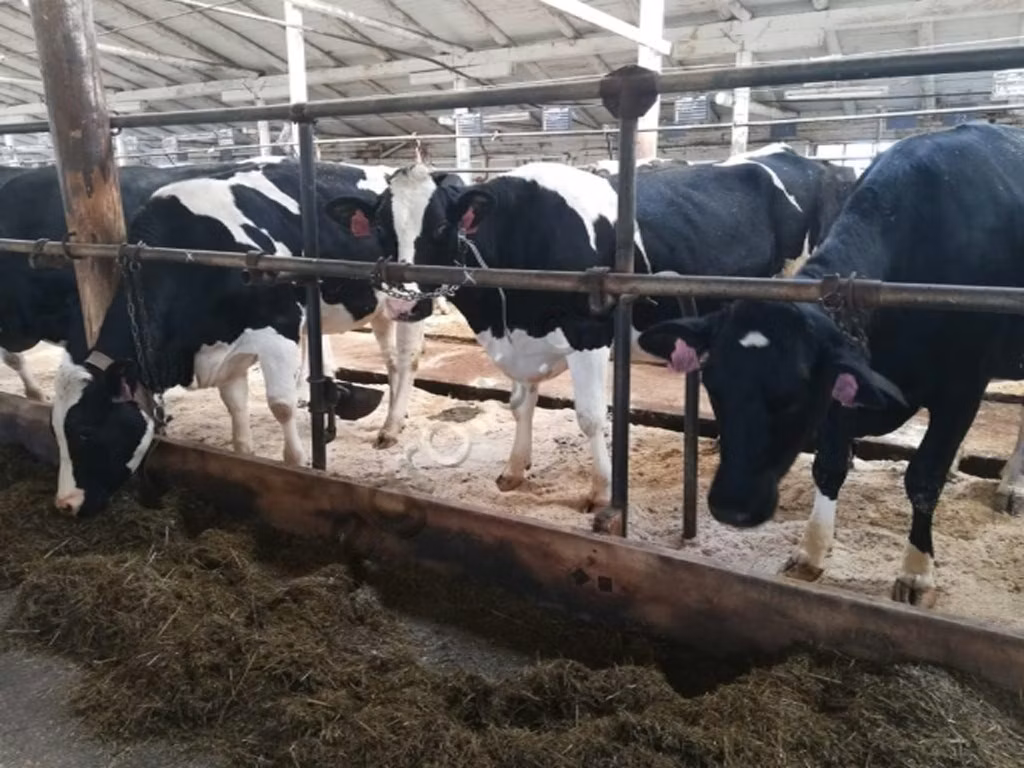 Swiss cattle