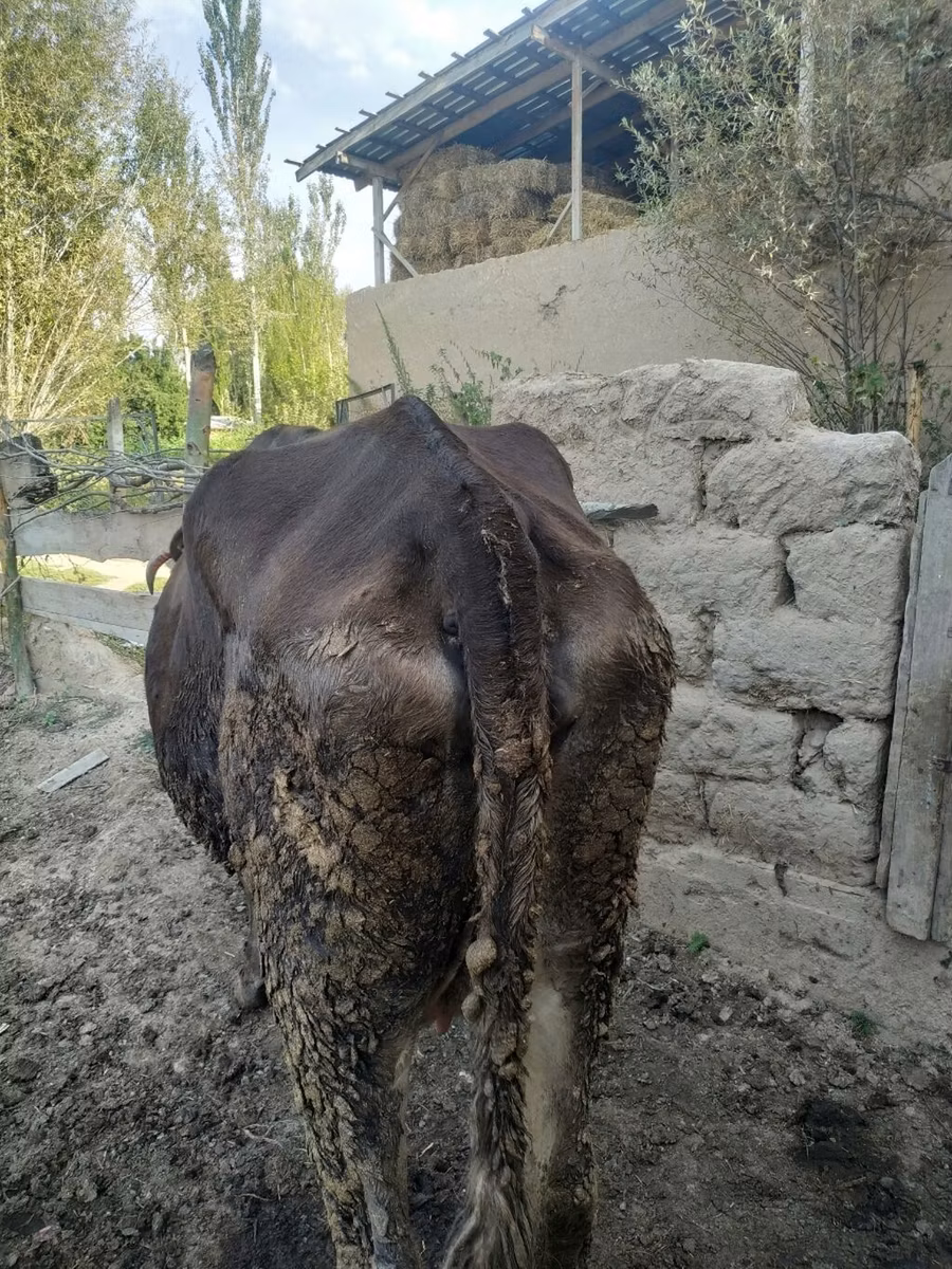 البنية اللاتفية
