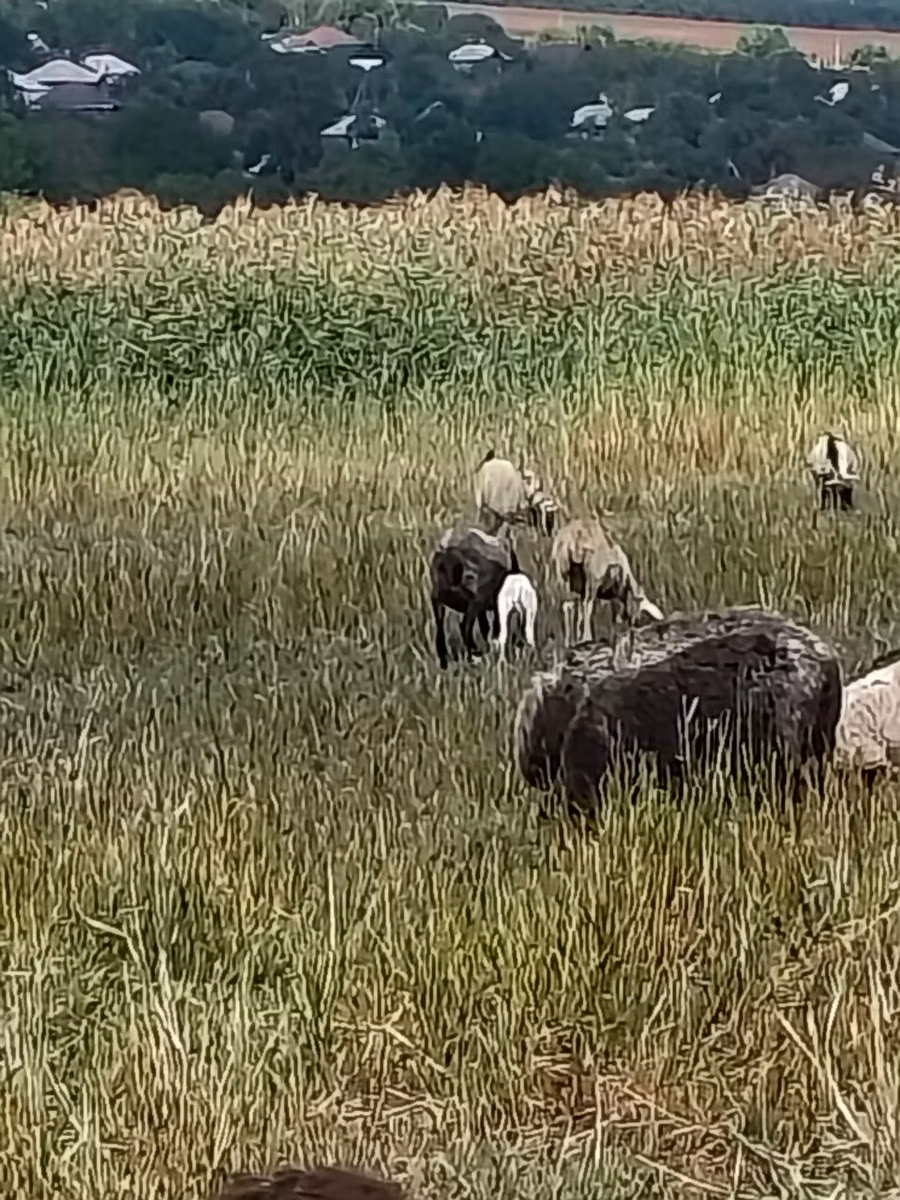 Romanov sheep