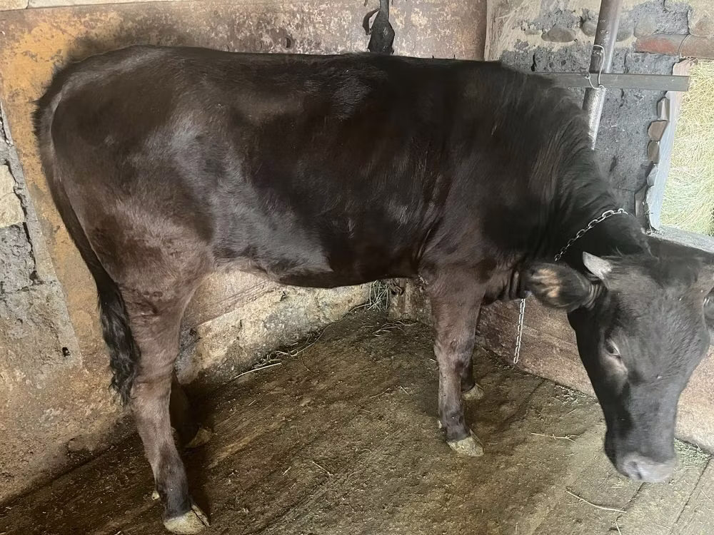 Swiss cattle