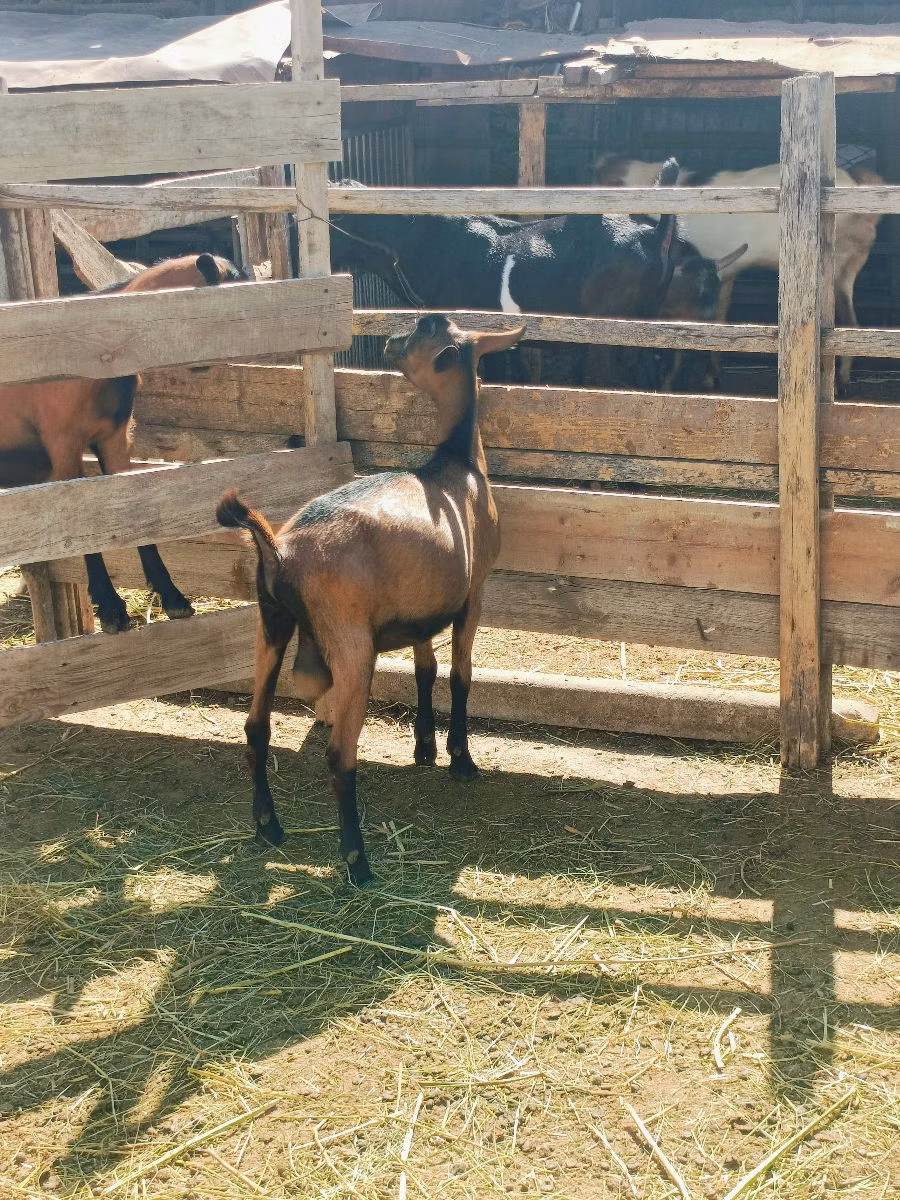 Alpine goat