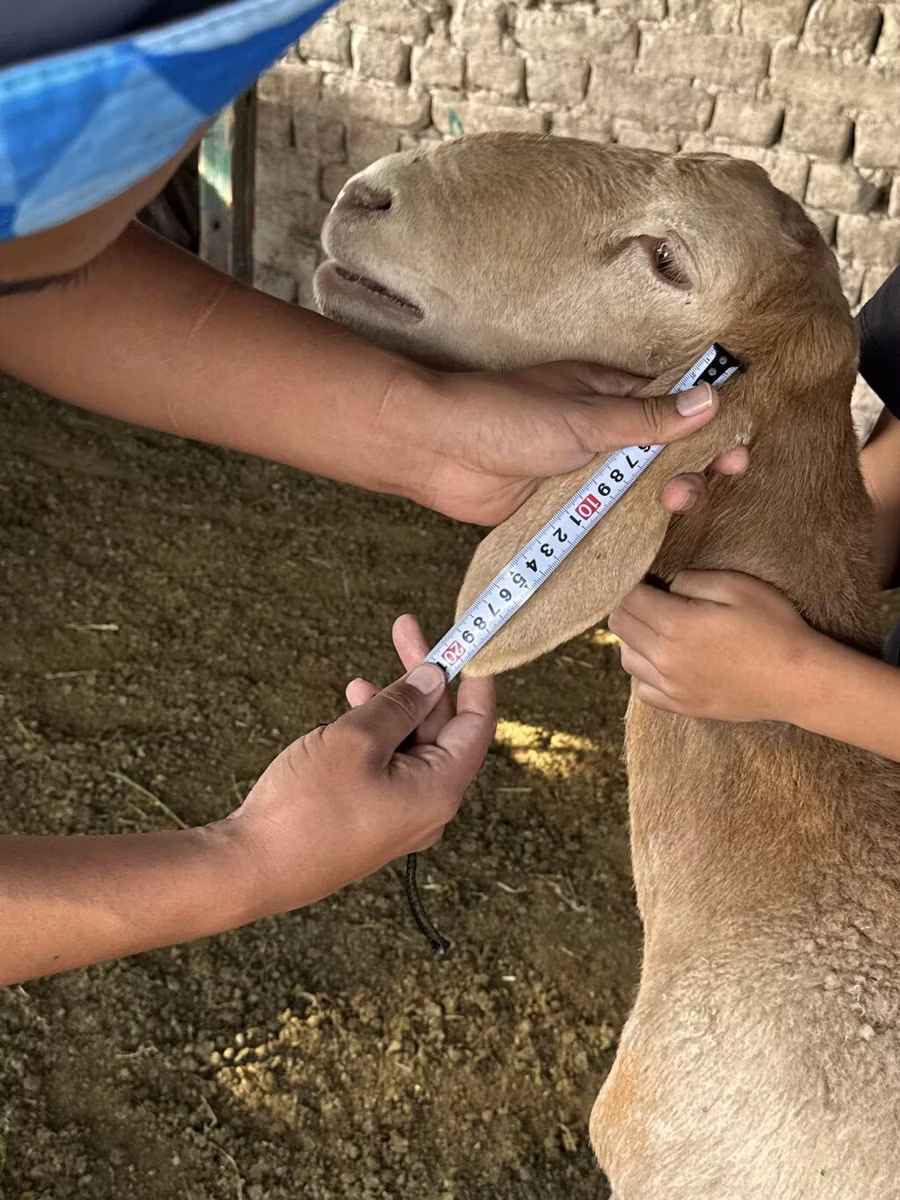 Arashan sheep