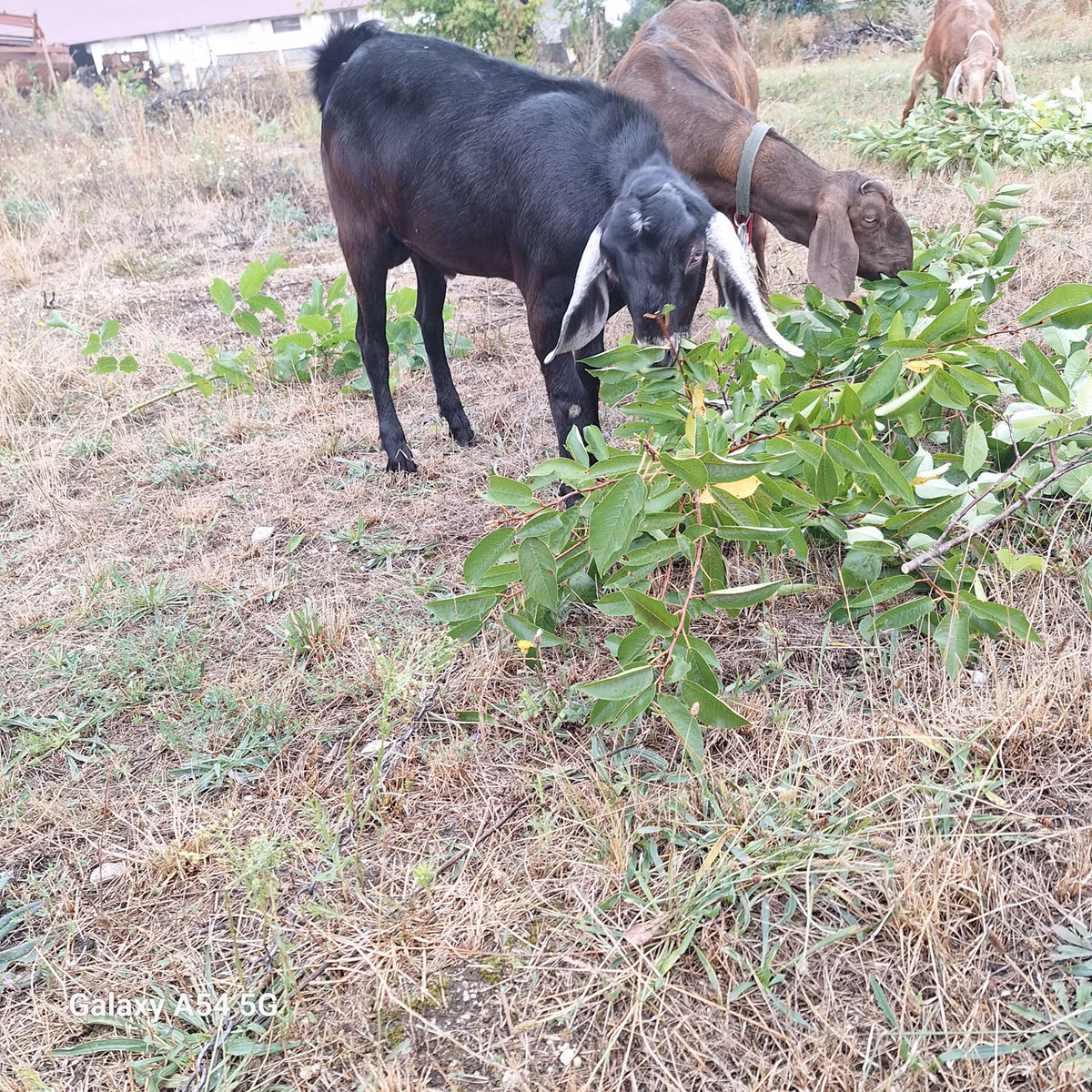 Nubian Goat