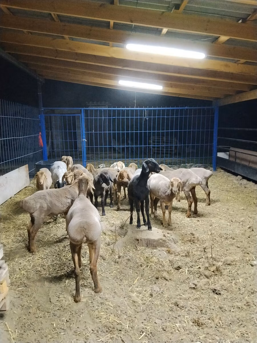 Katum sheep