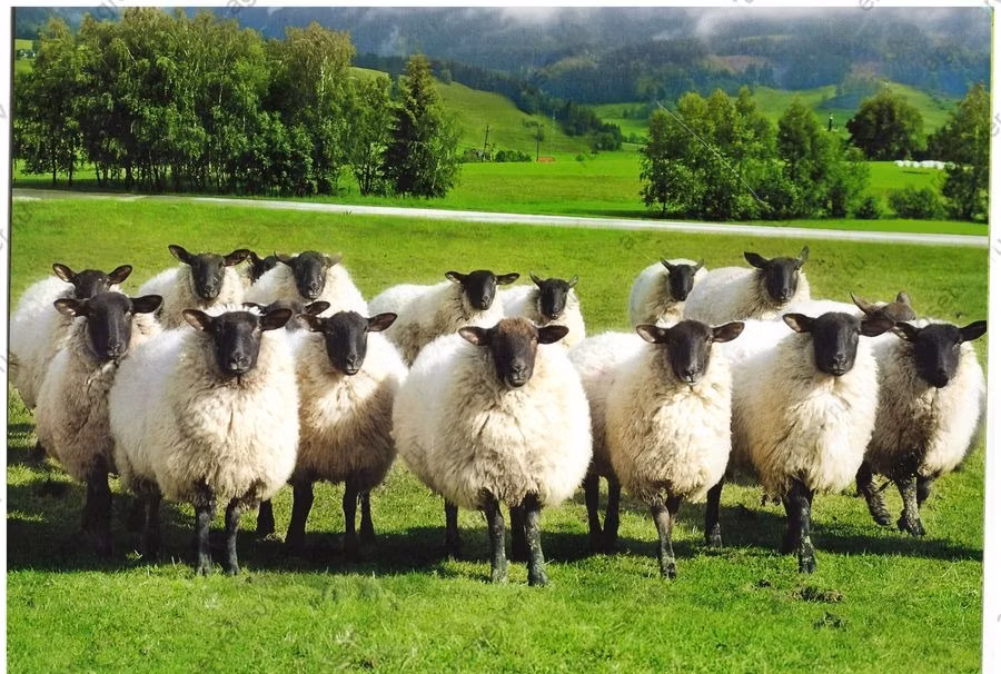 Romanov sheep