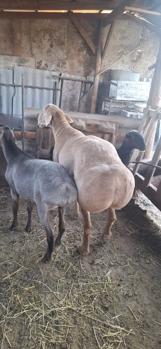Hissar sheep