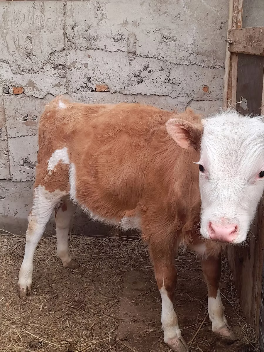 Simmental cattle