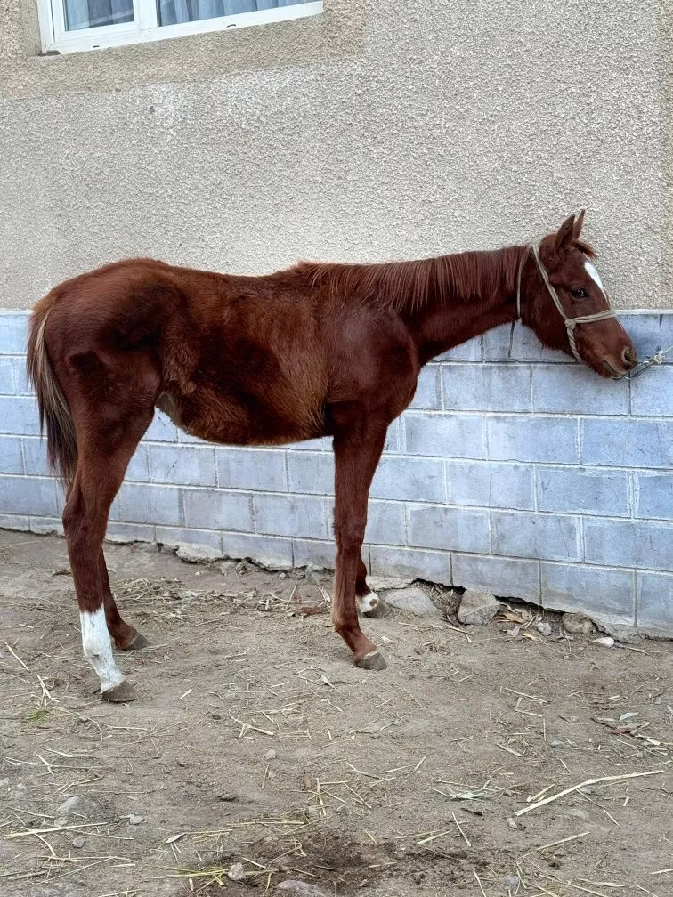 National Show Horse