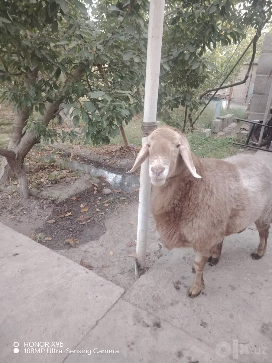 Arashan sheep
