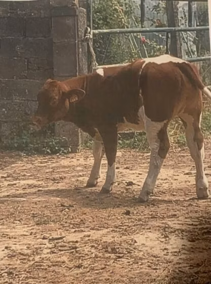 मैं-आंजू