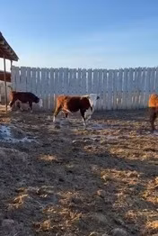 Герефорд