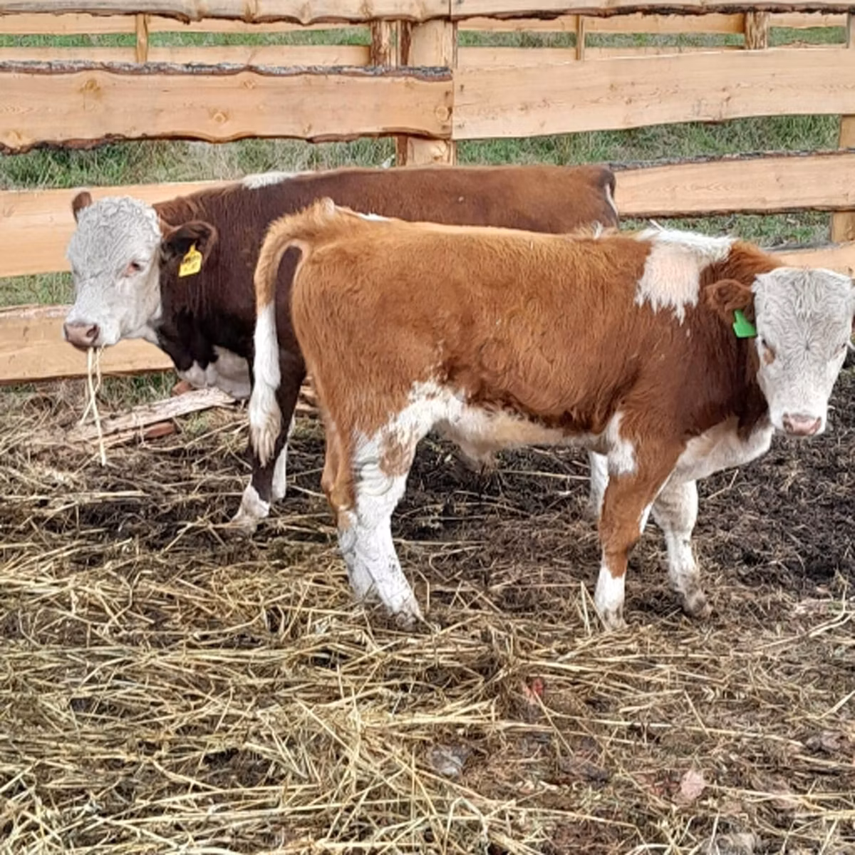 Aberdeen Angus
