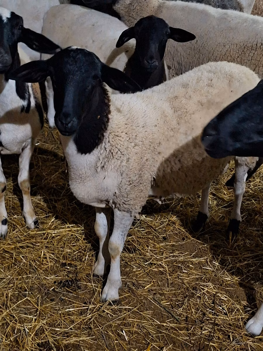 Dorper sheep