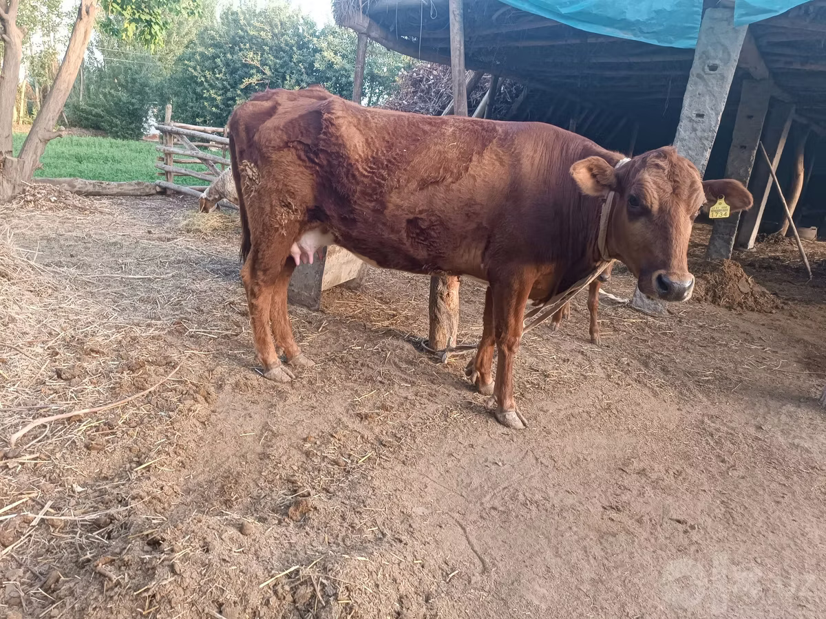 Red Estonian cattle