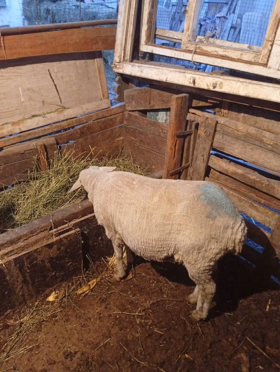 Merino sheep