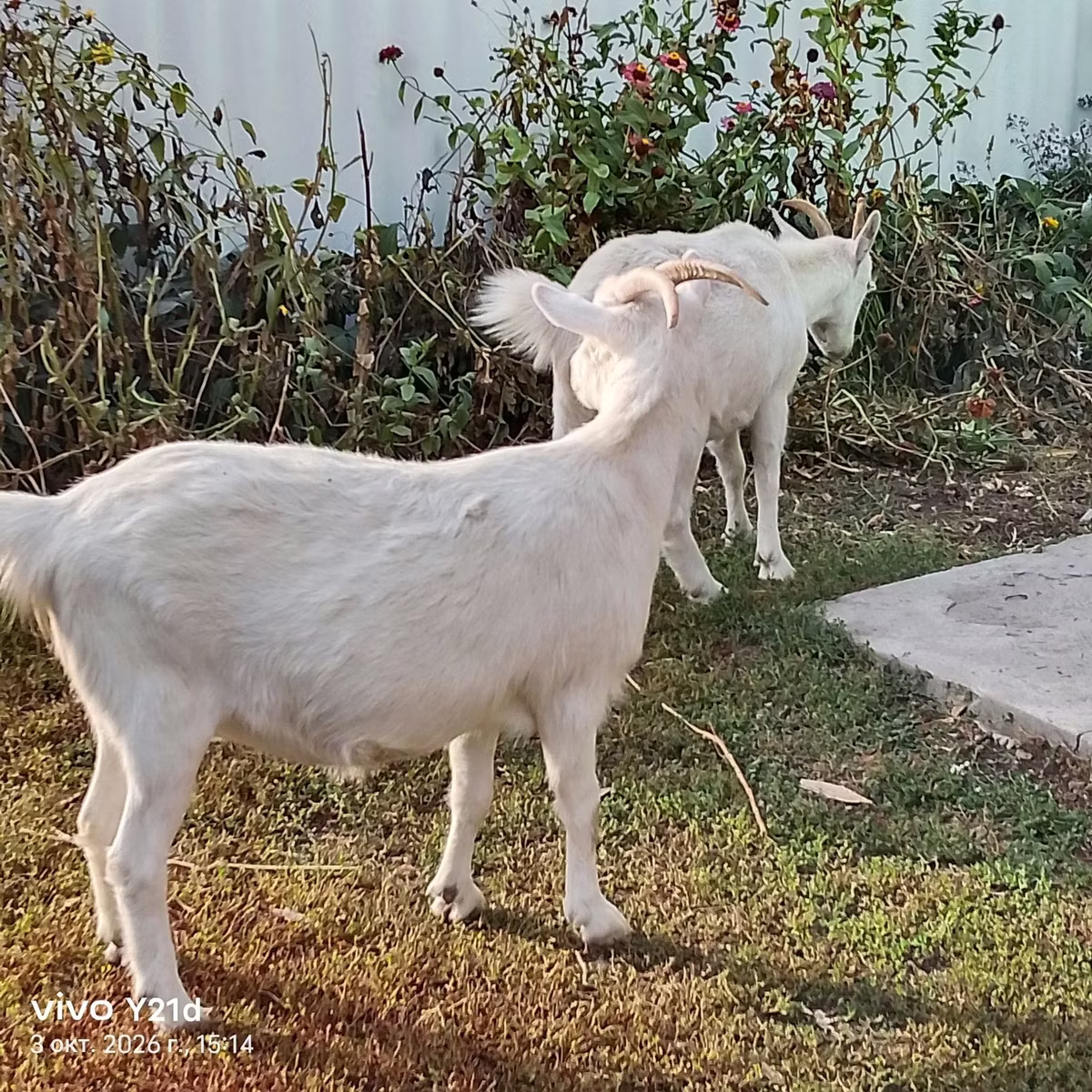 Saanen goat