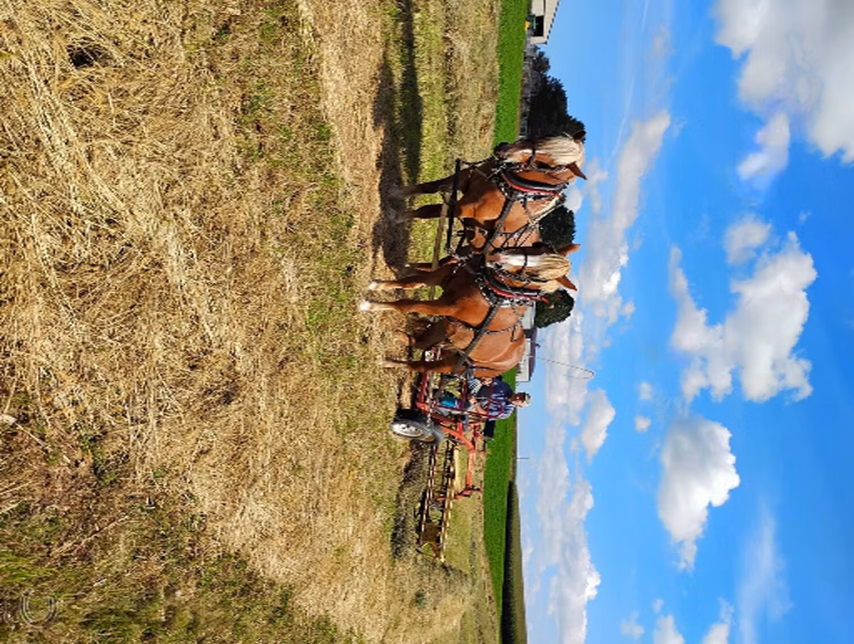 National Show Horse