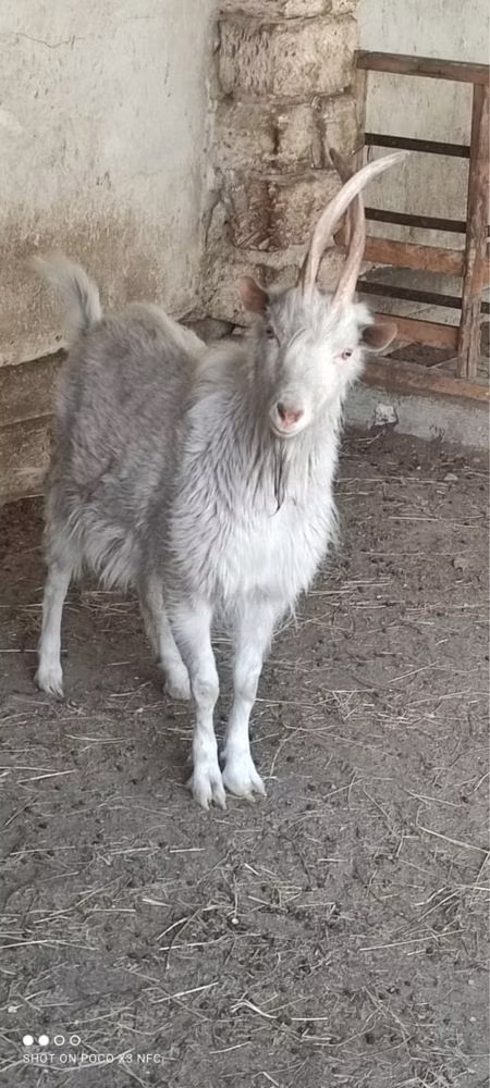 Saanen goat