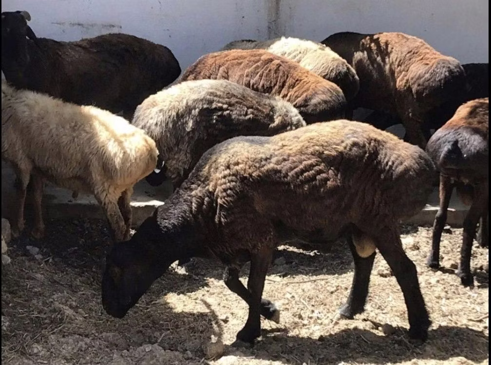Kazakh fat-tailed coarsewool sheep