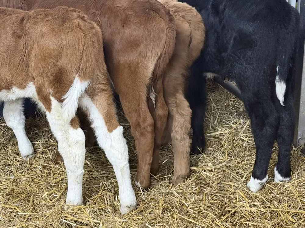 Simmental cattle